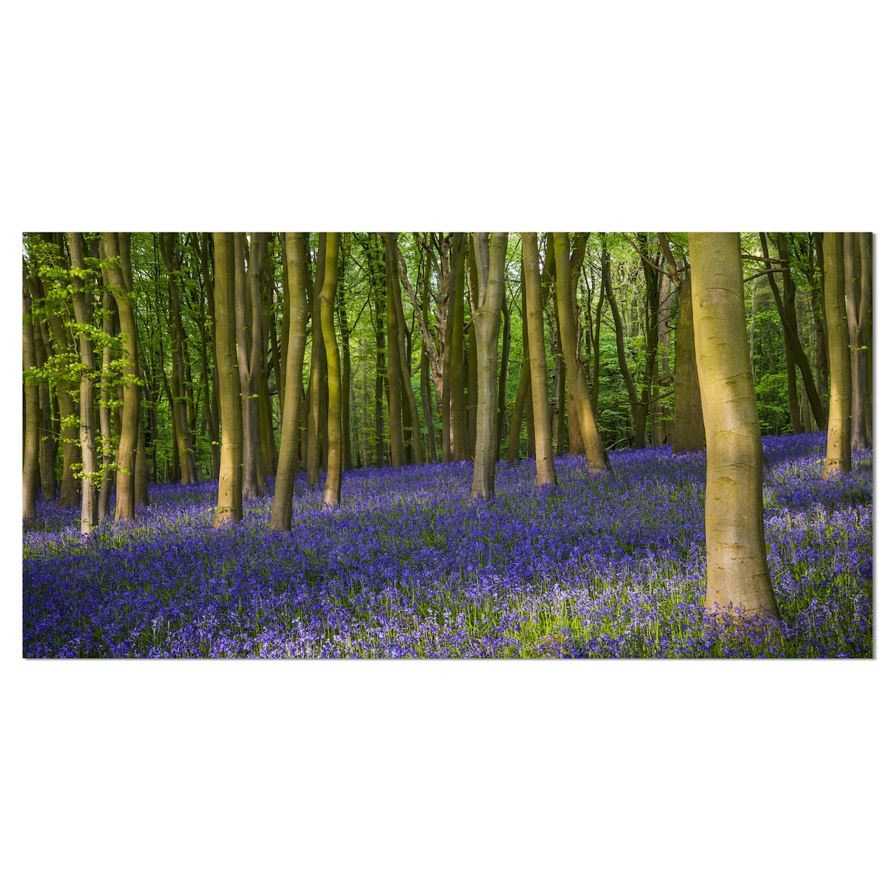Designart - Bluebell Woods in Oxfordshire - Landscape Canvas Art Print